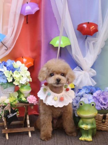 20230624マロンくん